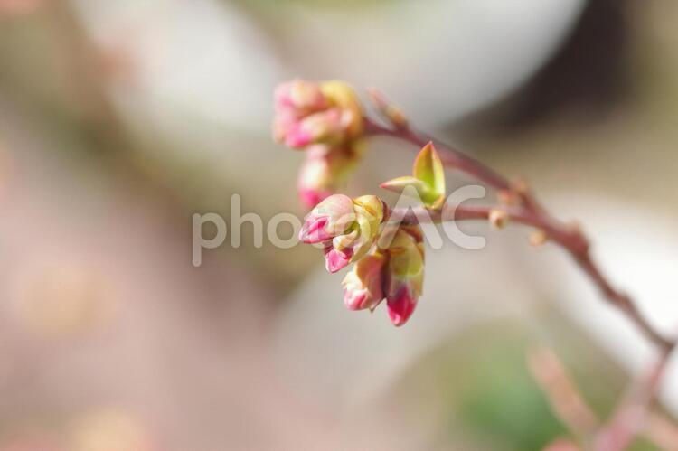 ブルーベリーのつぼみ ブルーベリー,花芽,つぼみの写真素材