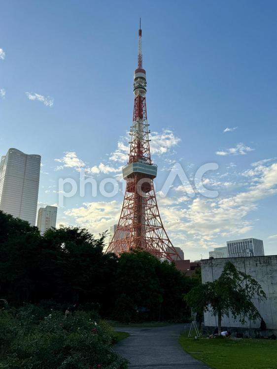 夕方　芝公園から見た東京タワー 晴天,東京タワー,風景の写真素材