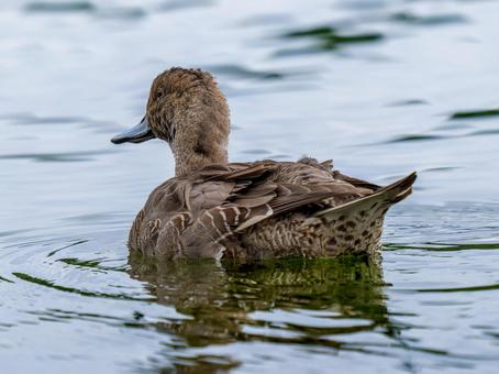 池を泳ぐオナガガモ オナガガモ,カモ,鴨の写真素材