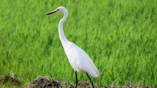 夏の田んぼで獲物を探すシラサギ 夏の田んぼで獲物を探すシラサギの写真