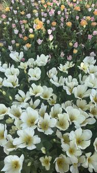 チューリップ畑 春,チューリップ,花畑の写真素材