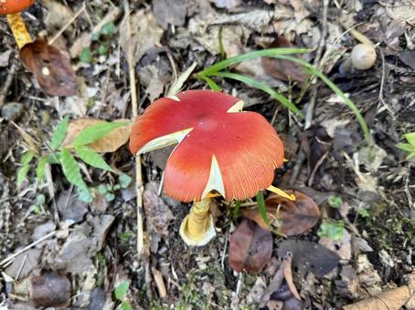 傘が割れたタマゴタケ 傘が割れたタマゴタケ タマゴタケ,キノコ,食用キノコの写真素材