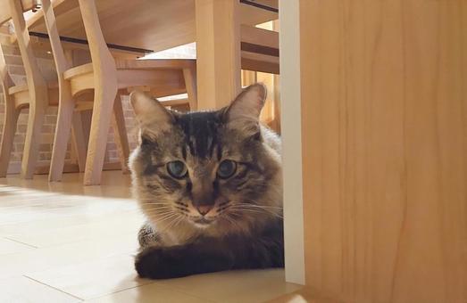 ねこ 待つ,見つめる,猫の写真素材