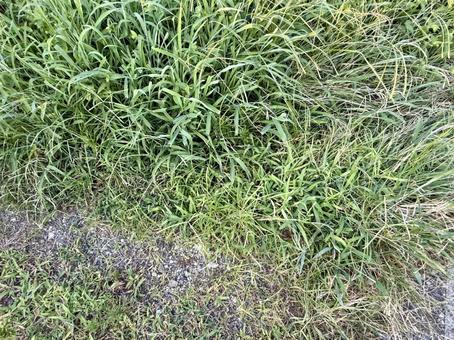 雑草 雑草の写真