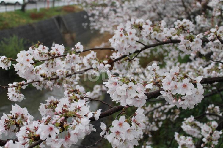 伊賀川の桜（拡大） 春,愛知県,岡崎市の写真素材