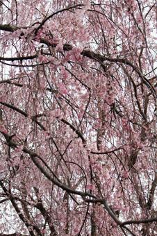 cherry blossoms, JPG cherry blossoms, JPG