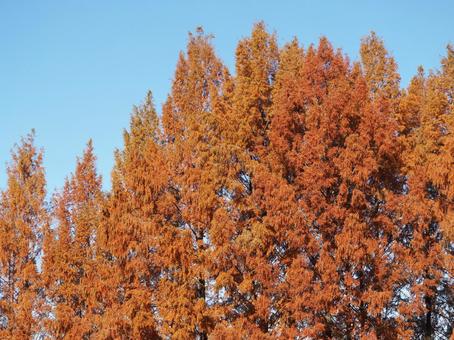 秋の子どもの森公園・メタセコイア・飯能市 秋,メタセコイア,あけぼの子どもの森公園の写真素材