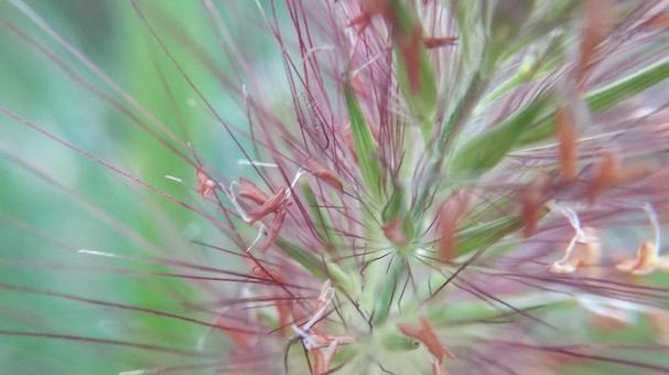 秋の草チカラシバのアップの写真