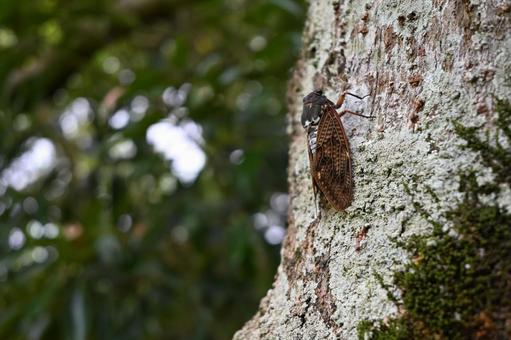 Cicada 4, JPG