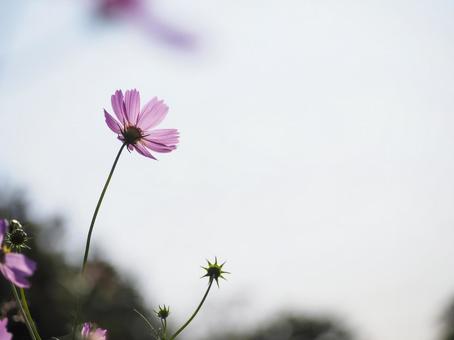 秋桜 秋桜の写真