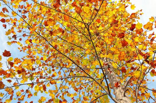 Photo, yellow leaves, autumn leaves, autumn, 