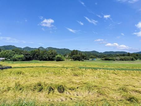 千葉県南部 8月の田園風景 千葉県南部 8月の田園風景の写真