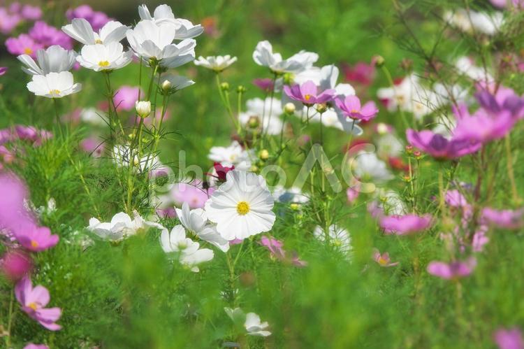 秋晴れのコスモス畑 コスモス,秋桜,花の写真素材