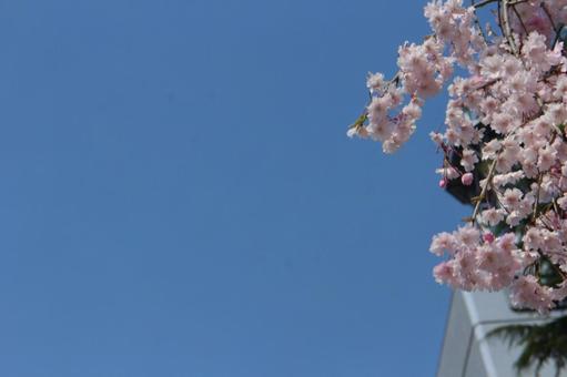 岩手公園の花々 7 岩手公園の花々 7 桜,桜木,春の写真素材