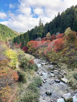 川沿いを染める木々 川沿いを染める木々 空,紅葉,川の写真素材