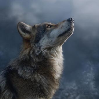 野生の息吹を感じるオオカミのリアルな描写の写真