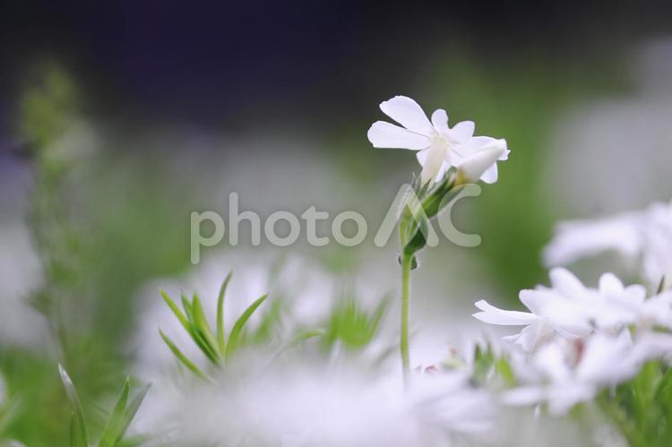 春の美しい白い芝桜 花,春,芝桜の写真素材