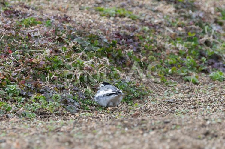 ハクセキレイの後ろ姿 ハクセキレイ,鳥,野鳥の写真素材