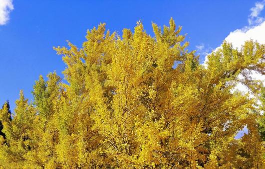 大イチョウの紅葉と青空 紅葉,秋,イチョウの写真素材