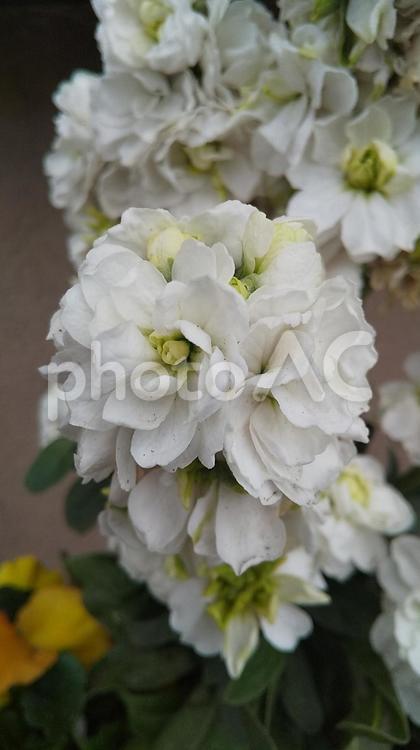 花 自然,鮮やか,ナチュラルの写真素材