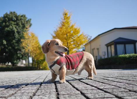 紅葉とダックスフント 紅葉とダックスフントの写真