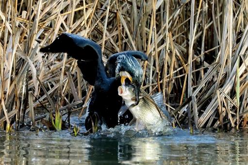 コイを捕獲したカワウ コイを捕獲したカワウ カワウ,カワウの食事,野鳥の写真素材