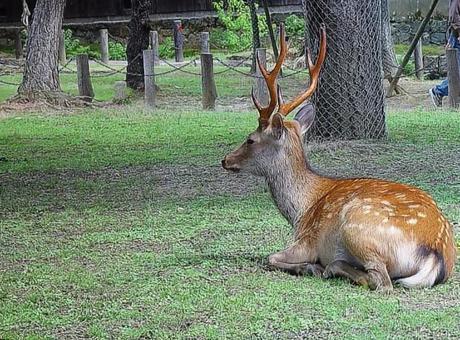 公園の片隅で寝そべる雄鹿 鹿,雄鹿,哺乳類の写真素材