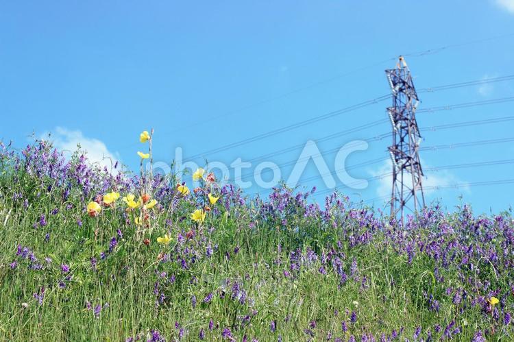 メマツヨイグサとナヨクサフジ 植物,空,背景の写真素材