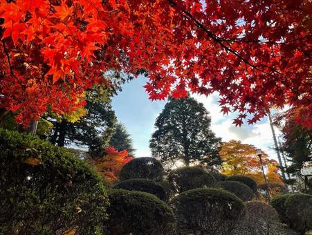 秋の公園 秋の公園の写真