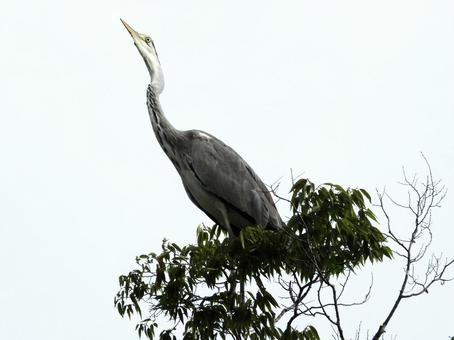 高い木の上に立つアオサギ 高い木の上に立つアオサギの写真