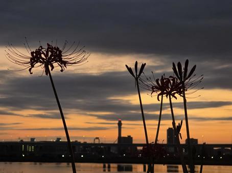 朝焼けと彼岸花 朝焼けと彼岸花 秋,空,朝焼けの写真素材