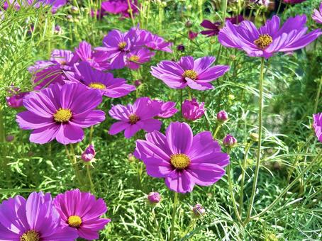 コスモス コスモス,秋,ピンクの写真素材