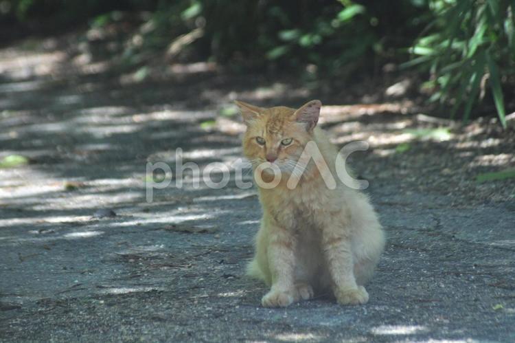 猫のいる風景 猫,ネコ,野良猫の写真素材