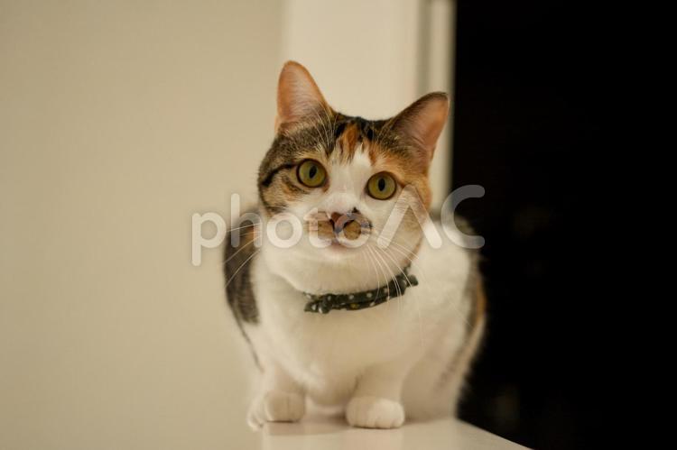 こちらを見つめている三毛猫 猫,三毛猫,ペットの写真素材