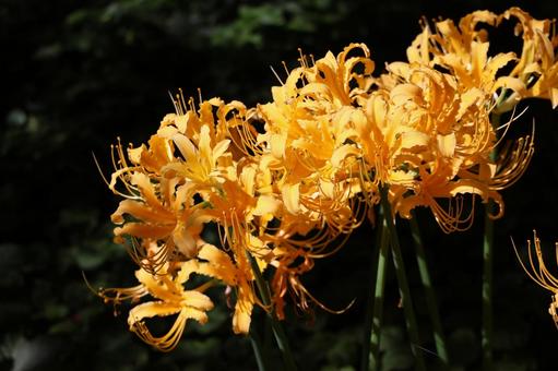 満開のオレンジのショウキズイセンの花 満開,オレンジ,ショウキズイセンの写真素材