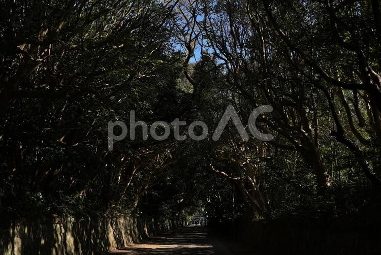 酒列磯前神社の参道 酒列磯前神社,参道,タブノキの写真素材