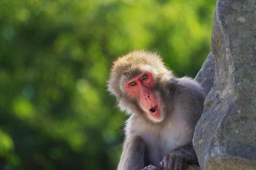 サル サル,正面,生き物の写真素材