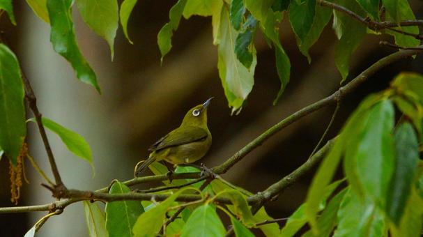 Japanese white-eye looking up, JPG