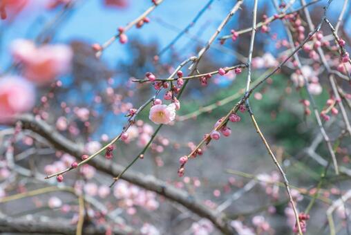 梅の花 梅の花の写真