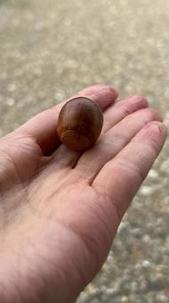 どんぐり 公園,どんぐり,秋の写真素材