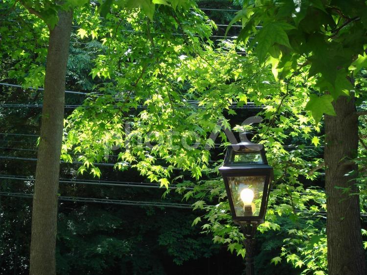 明かりが灯る街灯 街灯,木,緑の写真素材
