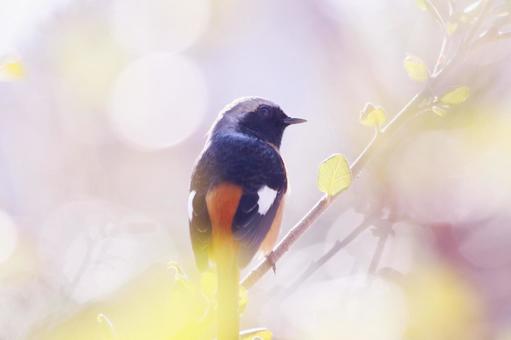 美しい背景と可愛いジョウビタキ 鳥,ジョウビタキ,春の写真素材