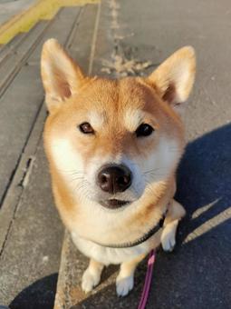 少し眩しい柴犬です! 少し眩しい柴犬です!の写真