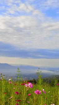 コスモスの群生と山と空 コスモスの群生と山と空の写真
