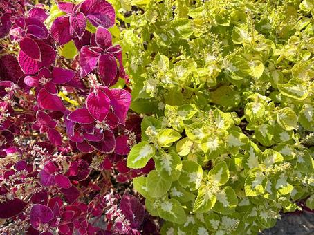 カラーリーフ カラーリーフ,園芸,ガーデニングの写真素材