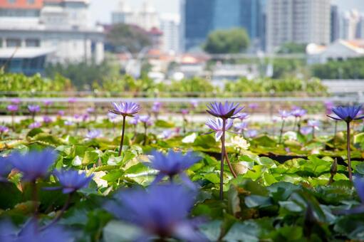 池_花 池_花の写真