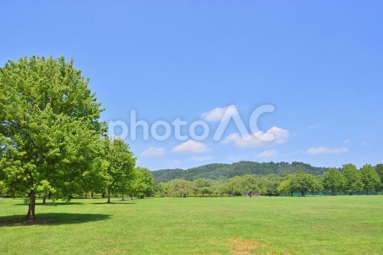 みちのく杜の湖畔公園 公園,木,樹木の写真素材