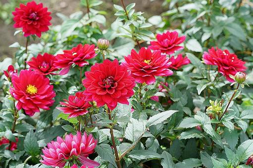 宝塚ダリア園秋　ダリア65　リズモア 宝塚市,宝塚ダリア園,ダリアの写真素材