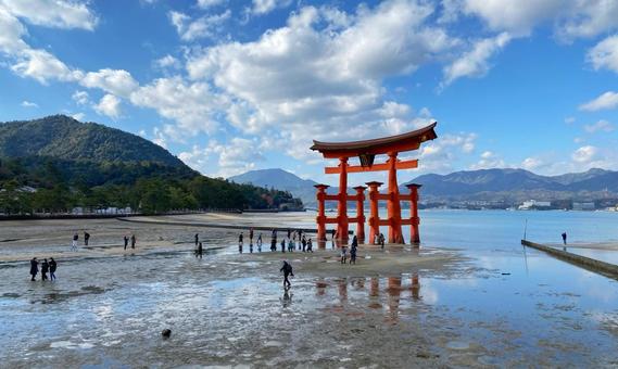 広島県 宮島 嚴島神社 干潮 広島県 宮島 嚴島神社 干潮 広島,宮島,鳥居の写真素材