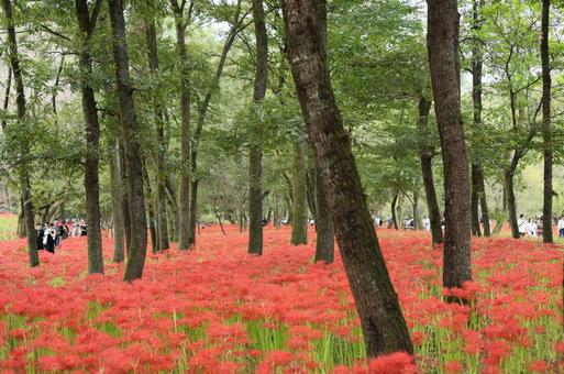 彼岸花 彼岸花の写真